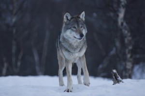 ein echter norwegischer Wolf :-)